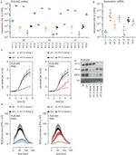 Histone H1.2 Antibody in Western Blot (WB)