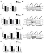Cyclin D1 Antibody in Western Blot (WB)