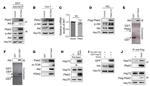 HSP70 Antibody in Western Blot (WB)