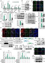 TGFBR2 Antibody in Western Blot (WB)