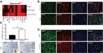 IGFBP5 Antibody in Immunohistochemistry (Frozen) (IHC (F))