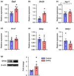 EPG5 Antibody in Western Blot (WB)