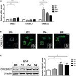 CREB3L2 Antibody in Western Blot, Immunocytochemistry (WB, ICC/IF)