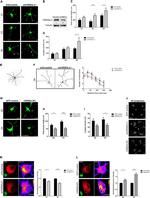 CREB3L2 Antibody in Western Blot (WB)