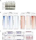 SETD2 Antibody in Western Blot (WB)