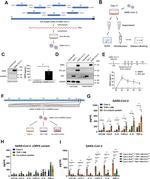 HIV1 nef Antibody in Western Blot (WB)