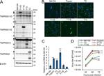 TMPRSS11E Antibody in Western Blot (WB)