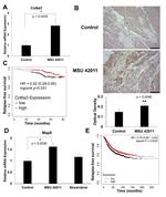 COL6A3 Antibody in Immunohistochemistry (Paraffin) (IHC (P))