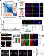 GPR173 Antibody in Immunohistochemistry, Immunocytochemistry (IHC, ICC/IF)