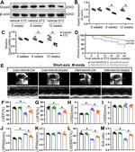 GRPEL2 Antibody in Western Blot (WB)