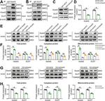 GRPEL2 Antibody in Western Blot, Immunoprecipitation (WB, IP)