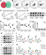 GRPEL2 Antibody in Western Blot (WB)