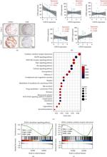 USP43 Antibody in Immunohistochemistry (IHC)
