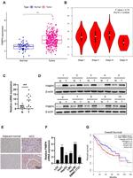 FNBP4 Antibody in Western Blot, Immunohistochemistry (WB, IHC)