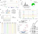 MGA Antibody in Western Blot (WB)