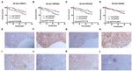 FEM1C Antibody in Immunohistochemistry (IHC)