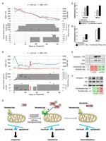 Phospho-ITK (Tyr512) Antibody in Western Blot (WB)