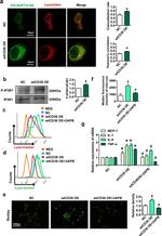 Phospho-IP3 Receptor 1 (Tyr353) Antibody in Western Blot (WB)