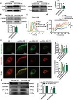 Phospho-IP3 Receptor 1 (Tyr353) Polyclonal Antibody