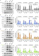 Phospho-EphA2 (Tyr930) Polyclonal Antibody