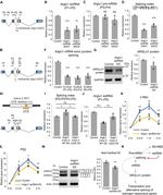 ARGLU1 Antibody in Western Blot (WB)