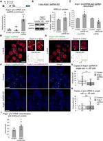 ARGLU1 Antibody in Western Blot (WB)