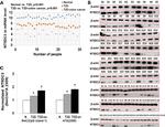 NT5DC3 Antibody in Western Blot (WB)