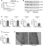 MT-ND6 Antibody in Western Blot (WB)
