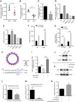 SOAT1 Antibody in Western Blot (WB)