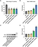 MAS1 Antibody in Western Blot (WB)