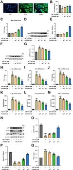 MAS1 Antibody in Western Blot (WB)