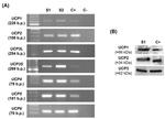UCP2 Antibody in Western Blot (WB)