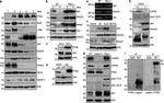 Calpain S1 Antibody in Western Blot (WB)
