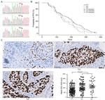 NEIL2 Antibody in Immunohistochemistry (IHC)