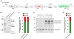 SCD5 Antibody in Western Blot (WB)