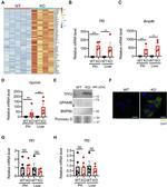 GPNMB Antibody in Western Blot (WB)
