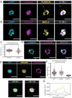 APX2 Antibody in Immunohistochemistry (PFA fixed) (IHC (PFA))