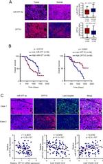 CPT1C Antibody in Immunohistochemistry (IHC)