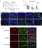 6x-His Tag (C-term) Antibody in Immunohistochemistry (IHC)