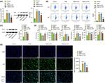 F4/80 Antibody in Flow Cytometry (Flow)