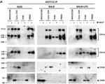 CD11b Antibody in Western Blot (WB)
