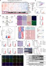 IFN gamma Antibody in Western Blot (WB)