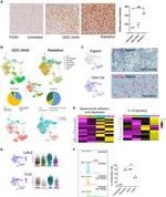 F4/80 Monoclonal Antibody (BM8)