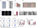 CD11c Antibody in Flow Cytometry (Flow)