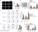 CD11c Antibody in Flow Cytometry (Flow)