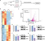 DNMT3A Antibody in Western Blot (WB)