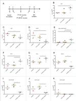 CD3e Antibody in Flow Cytometry (Flow)