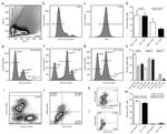 CD45 Antibody in Flow Cytometry (Flow)