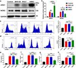 CD80 (B7-1) Antibody in Flow Cytometry (Flow)
