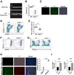 CLEC4F Antibody in Flow Cytometry (Flow)